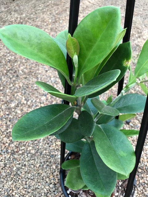 Hoya australis ssp. australis compacta H190