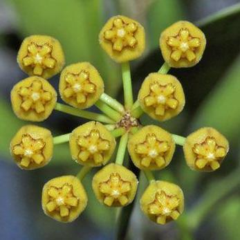 Hoya tsangii albomarginata H195