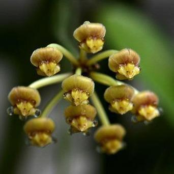Hoya tsangii albomarginata H195