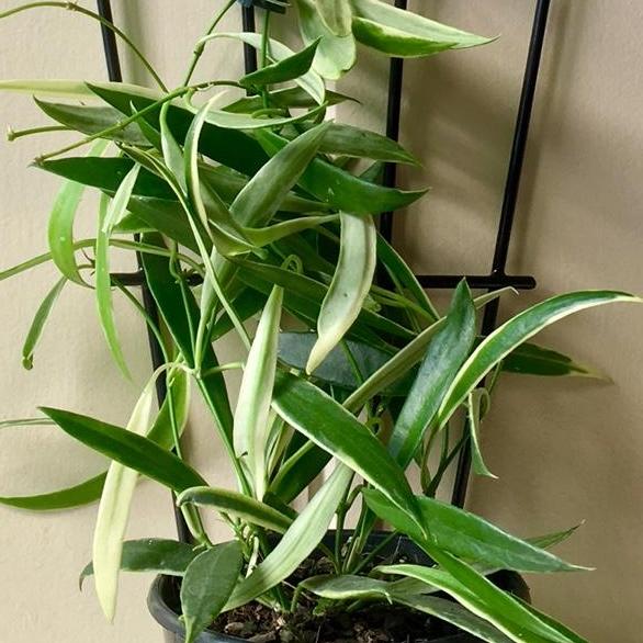 Hoya tsangii albomarginata H195