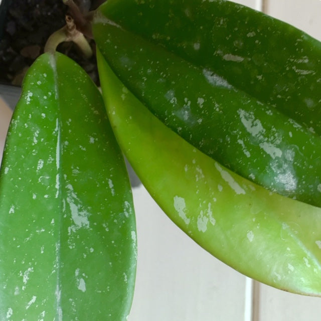 Hoya pubicalyx 'Jungle Garden' H197
