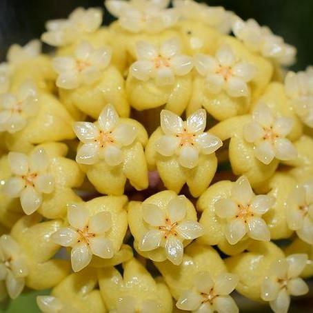 Hoya deykei Sumatra IML 1185 H19