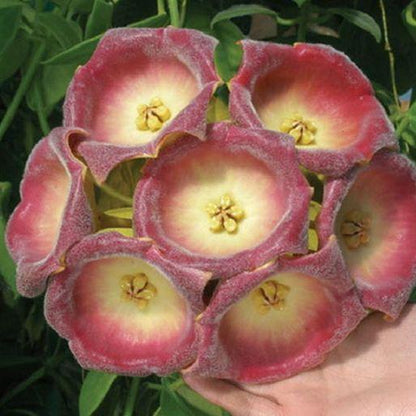 Hoya lauterbachii H1
