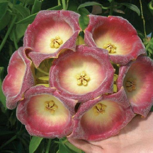 Hoya lauterbachii H1