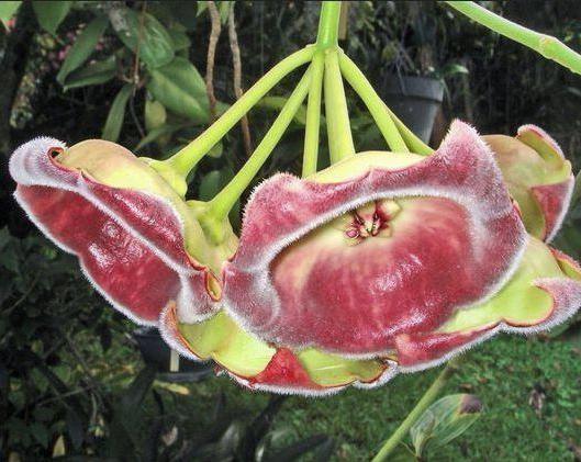 Hoya lauterbachii H1