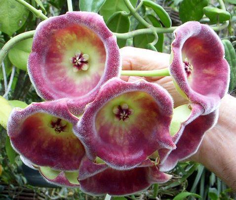 Hoya lauterbachii H1