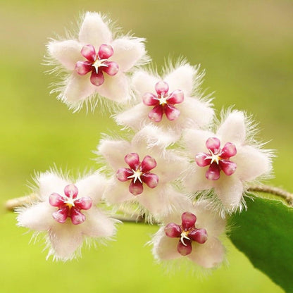 Hoya caudata v crassifolia H200