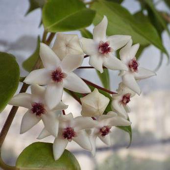 Hoya 'Iris Marie' IML 0000 H202