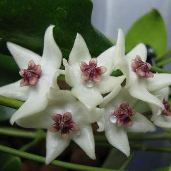 Hoya 'Iris Marie' IML 0000 H202
