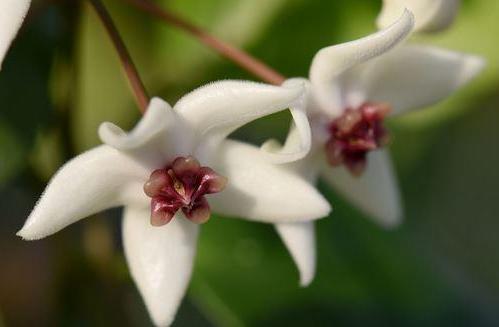Hoya 'Iris Marie' IML 0000 H202