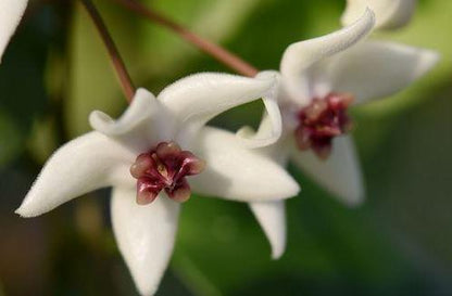 Hoya 'Iris Marie' IML 0000 H202