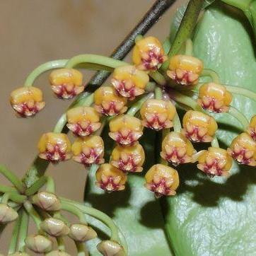 Hoya plicata H206