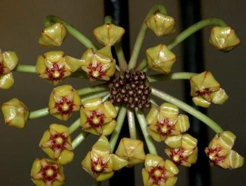 Hoya plicata H206