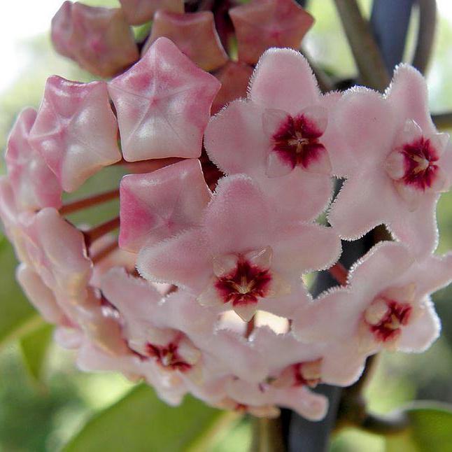 Hoya 'Shepherdell' H207
