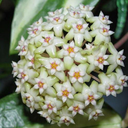 Hoya verticillata green H208