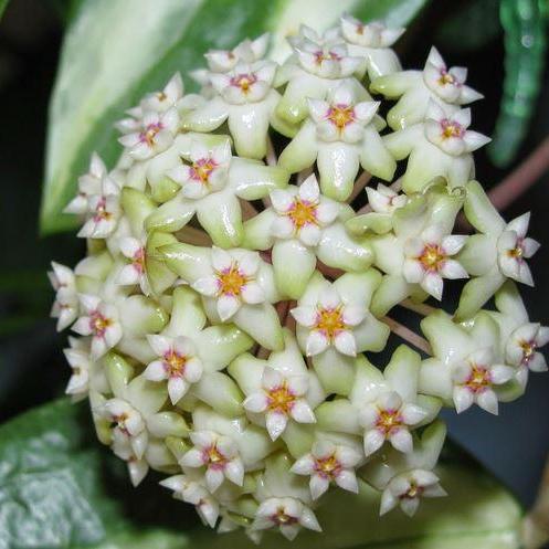 Hoya verticillata green H208