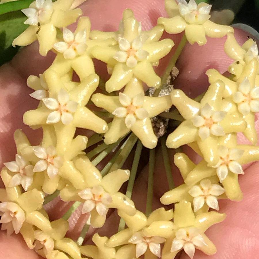 Hoya merrillii H20