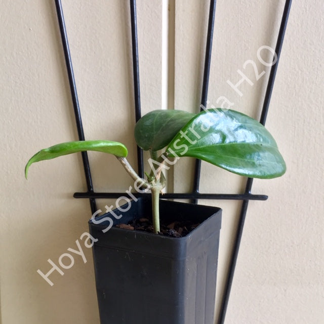 Hoya merrillii H20