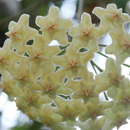 Hoya celata H210
