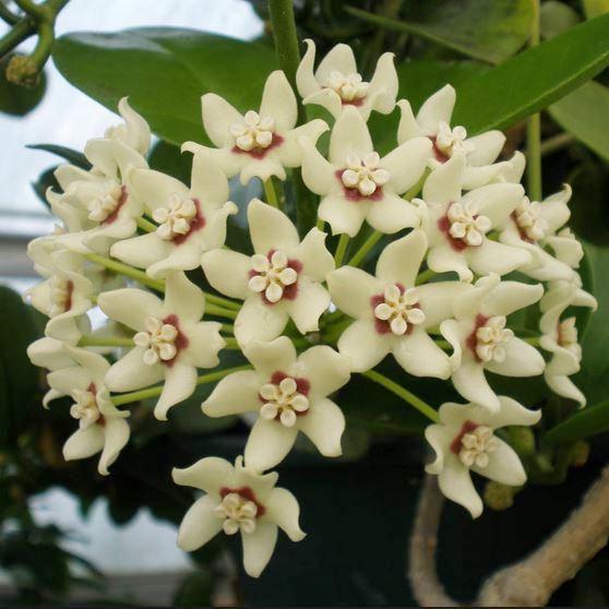 Hoya australis ssp. oramicola IML 0885 H219