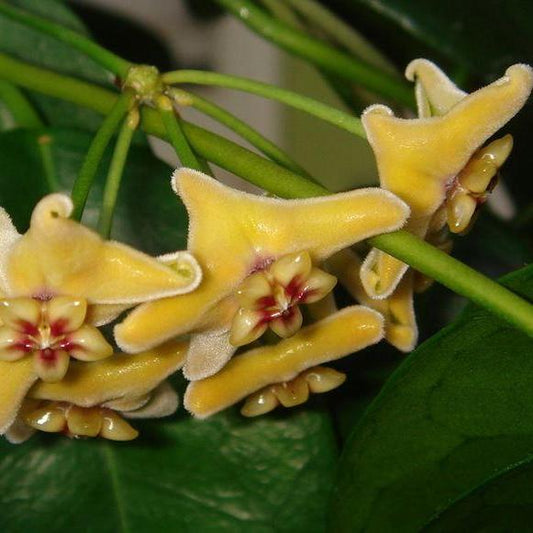 Hoya vitiensis 'yellow' H213