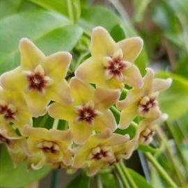 Hoya vitiensis 'yellow' H213