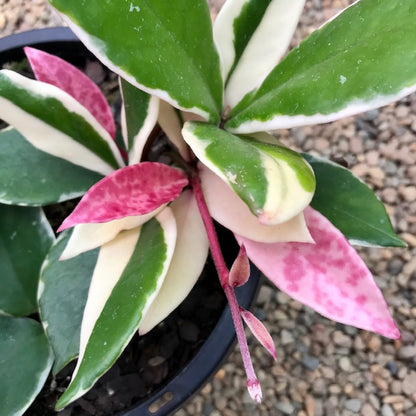 Hoya carnosa variegata 'Purple Pride' H216