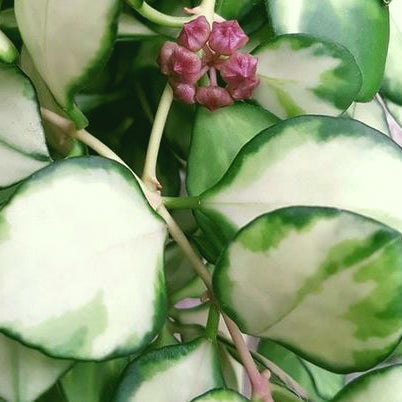 Hoya heuschkeliana variegata H21