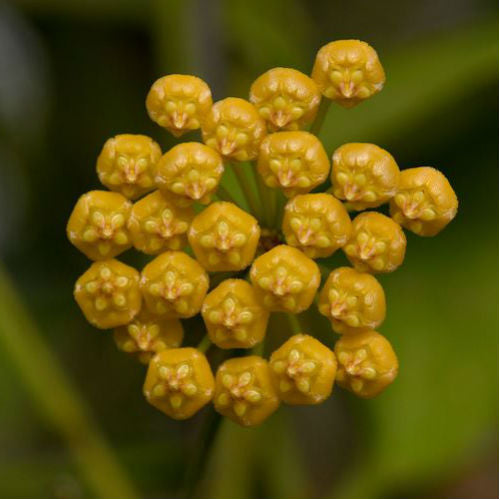 Hoya benitotanii IML 1830 H220