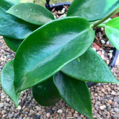 Hoya benitotanii IML 1830 H220