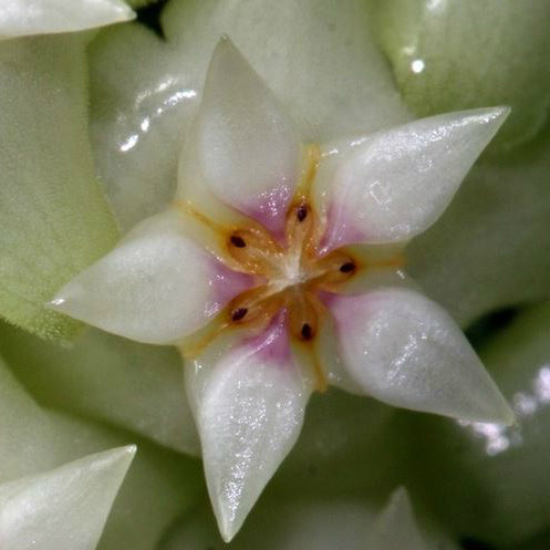 Hoya bhutanica IML 0224 H221