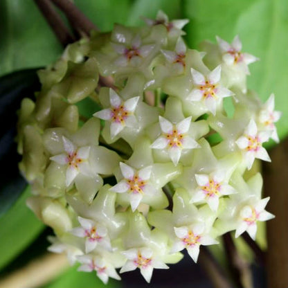 Hoya bhutanica IML 0224 H221