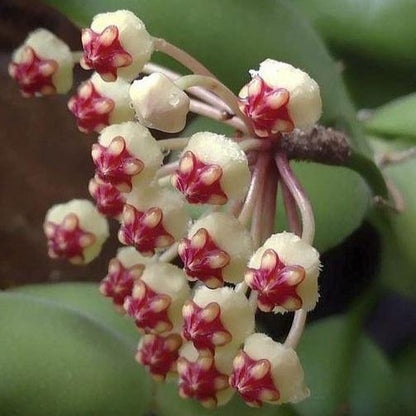 Hoya brevialata IML 1216 H223