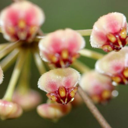 Hoya brevialata IML 1216 H223