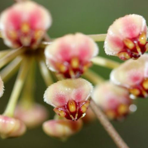Hoya brevialata IML 1216 H223