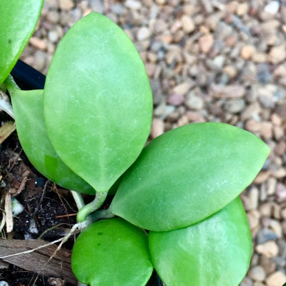 Hoya brevialata IML 1216 H223