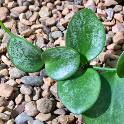 Hoya collina IML 1187 H226