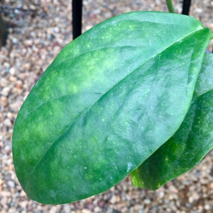 Hoya coriacea IML 0716 H227