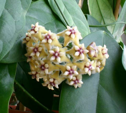 Hoya coriacea IML 0716 H227