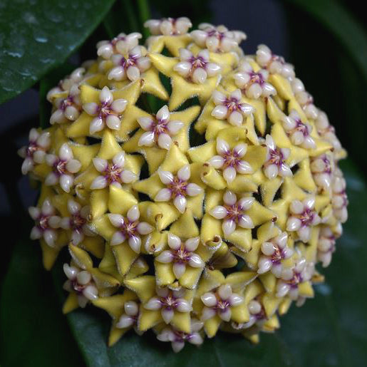 Hoya coriacea IML 0716 H227