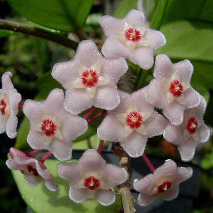 Hoya crassifolia China IML 0142 H228