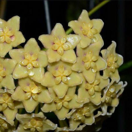 Hoya dimorpha IML 0482 H229