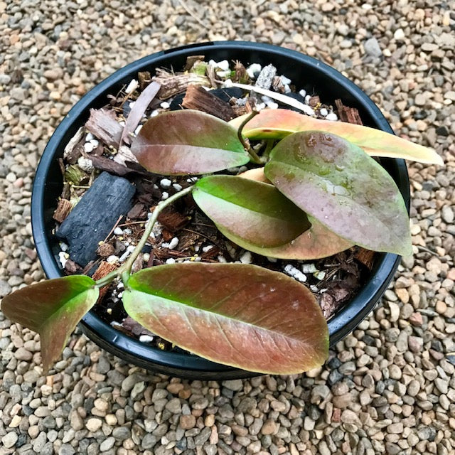 Hoya dimorpha IML 0482 H229