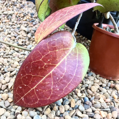 Hoya fuscomarginata H22