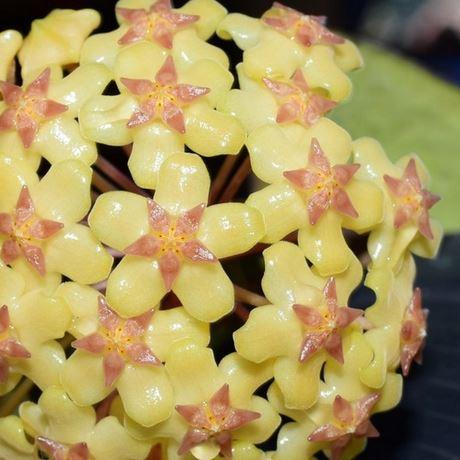 Hoya fuscomarginata H22