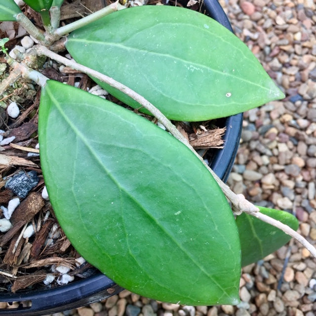 Hoya erythrostemma (white) IML 1428 H230