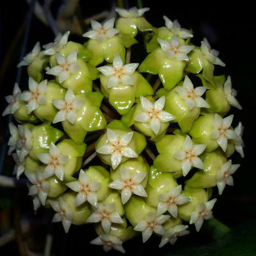 Hoya estrellaensis IML 1256 H232