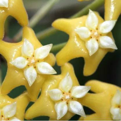 Hoya fischeriana IML 1289 H233