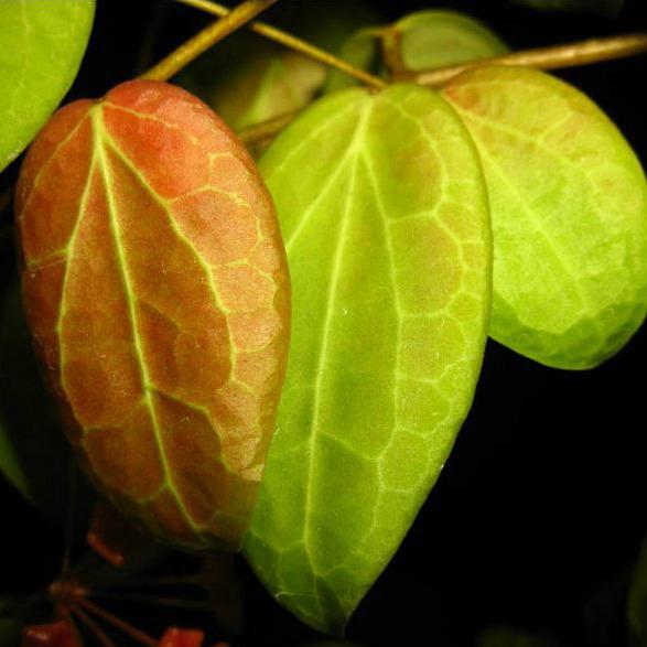 Hoya fitchii IML 1683 H234