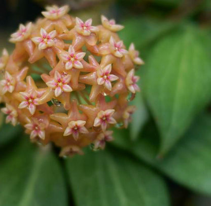 Hoya fitchii IML 1683 H234
